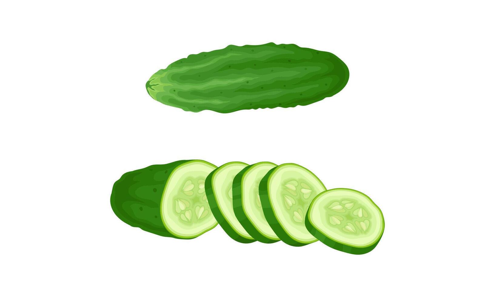 Fresh green whole and sliced cucumber vegetable illustration vector