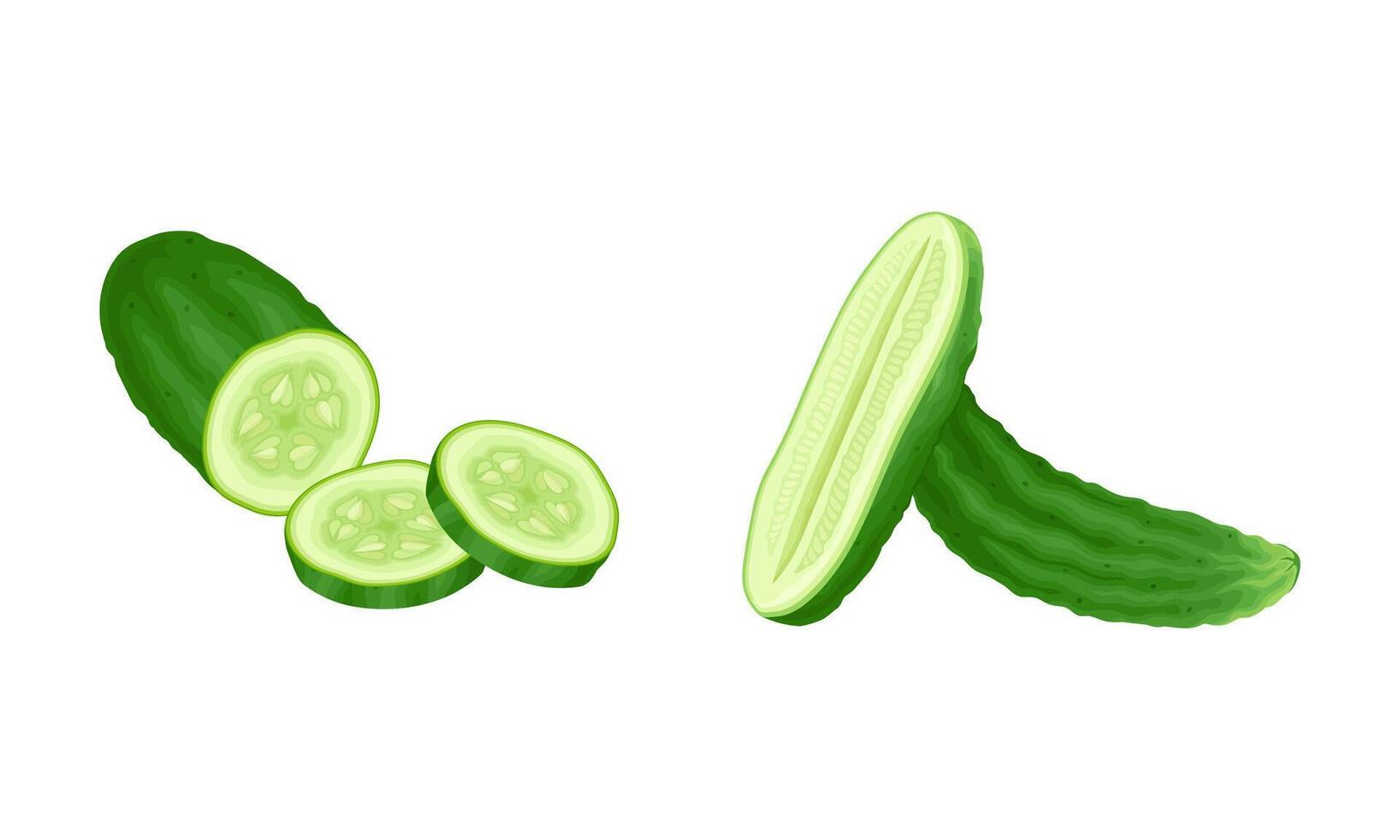 Fresh green sliced cucumber vegetable. Healthy nutrition food illustration vector