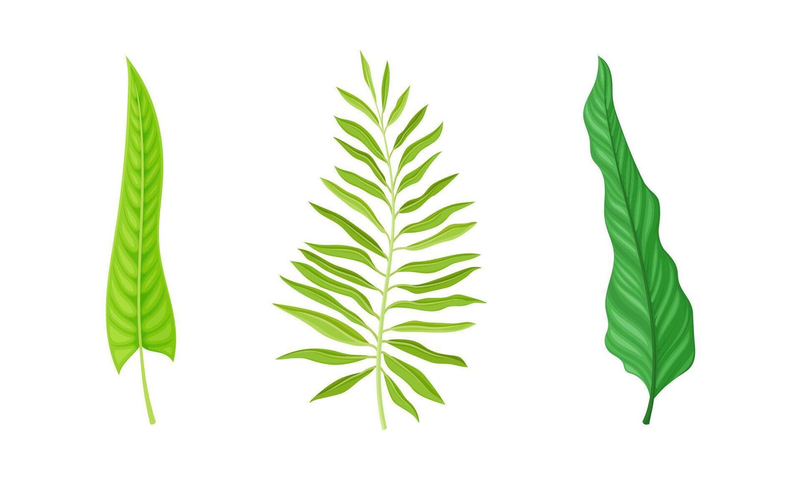 Set of fern and palm leaves. Green jungle exotic leaf for summer tropical design illustration vector