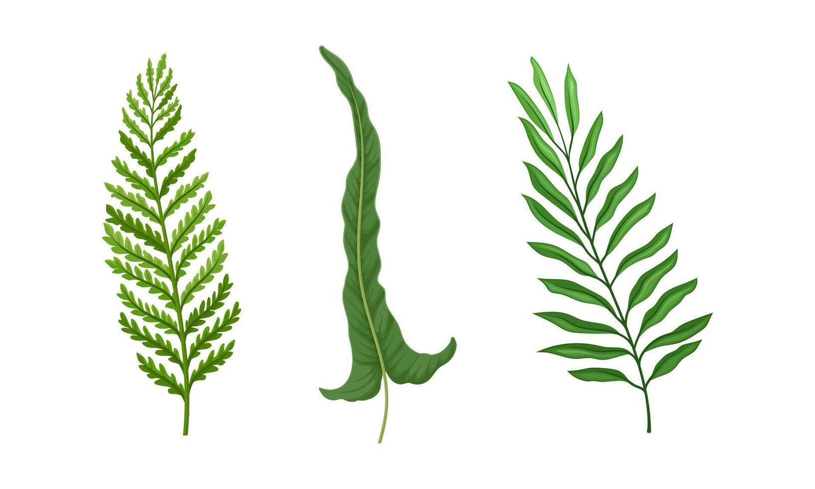 Green fern and palm leaves set. Jungle tropical exotic leaf illustration vector