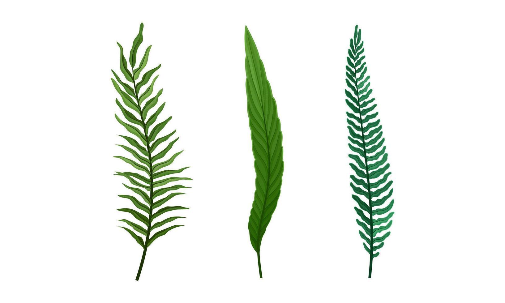 Set of green jungle exotic fern and palm leaves for summer tropical design illustration vector