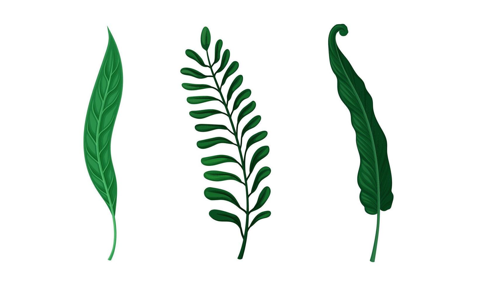 Set of jungle exotic fern and palm leaves for tropical design illustration vector