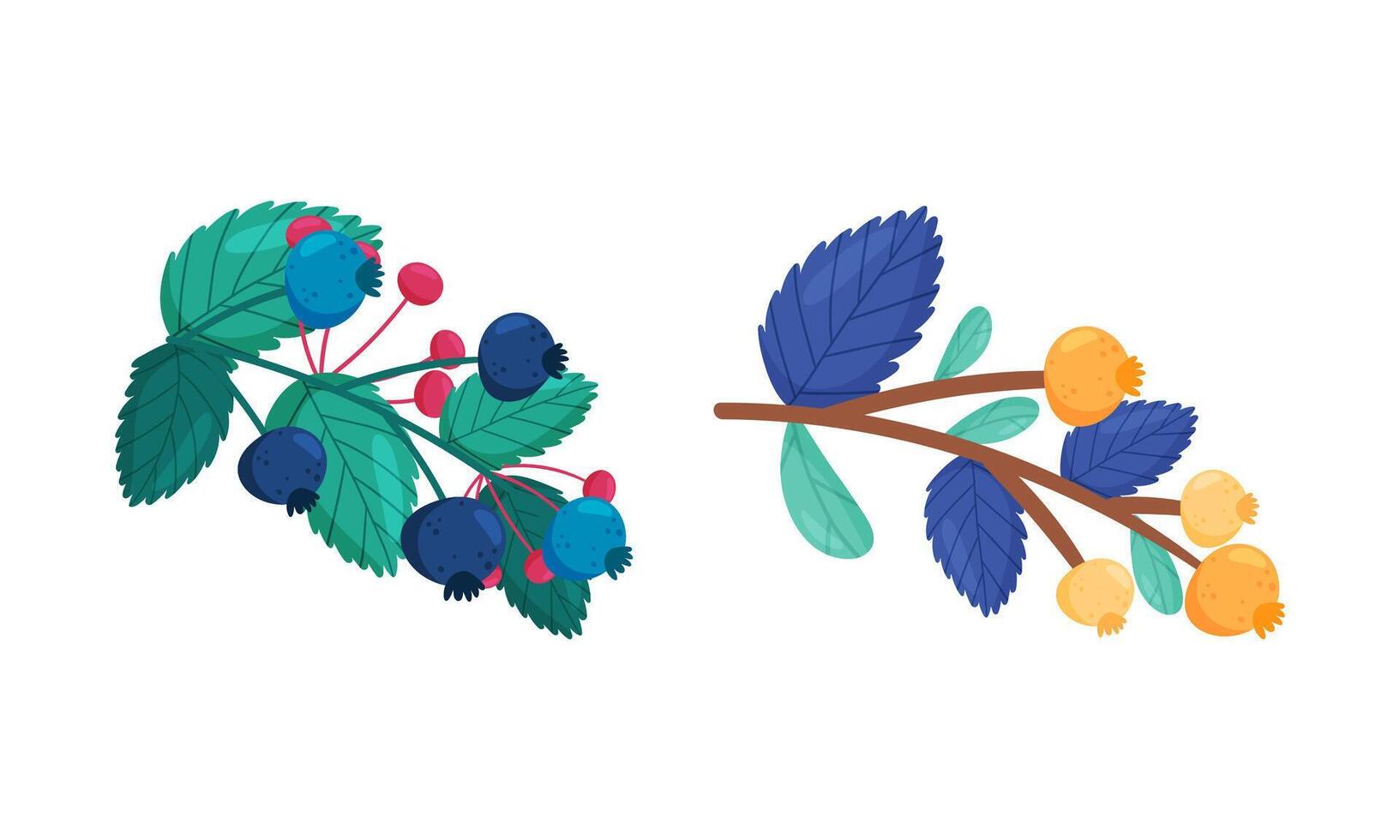Fresh ripe rowan, elderberry, chokeberry twigs set illustration vector