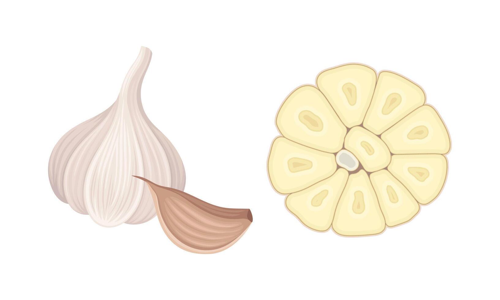 Garlic set. Whole and sliced cloves. Natural organic vegetable, spicy condiment illustration vector