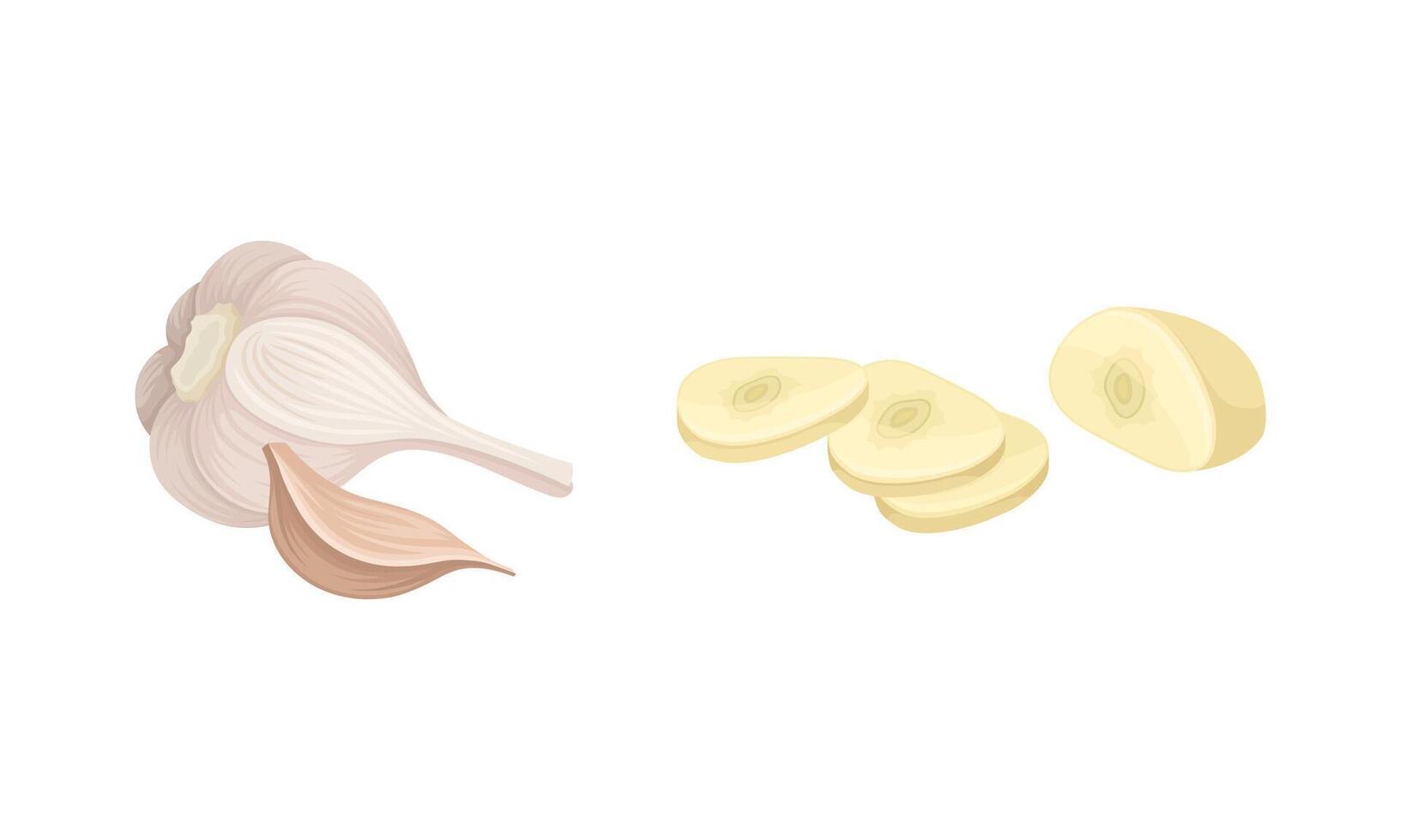 Garlic set. Whole and peeled cloves. Natural organic vegetable, spicy condiment illustration vector