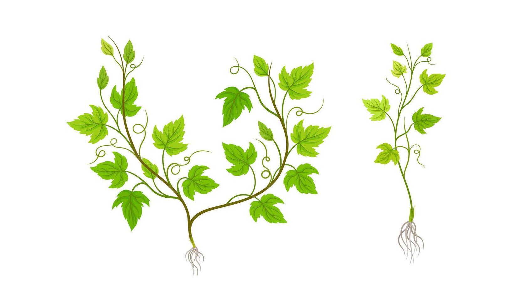 Grapevine plant growing set. Young vine seedling with green leaves and root illustration vector
