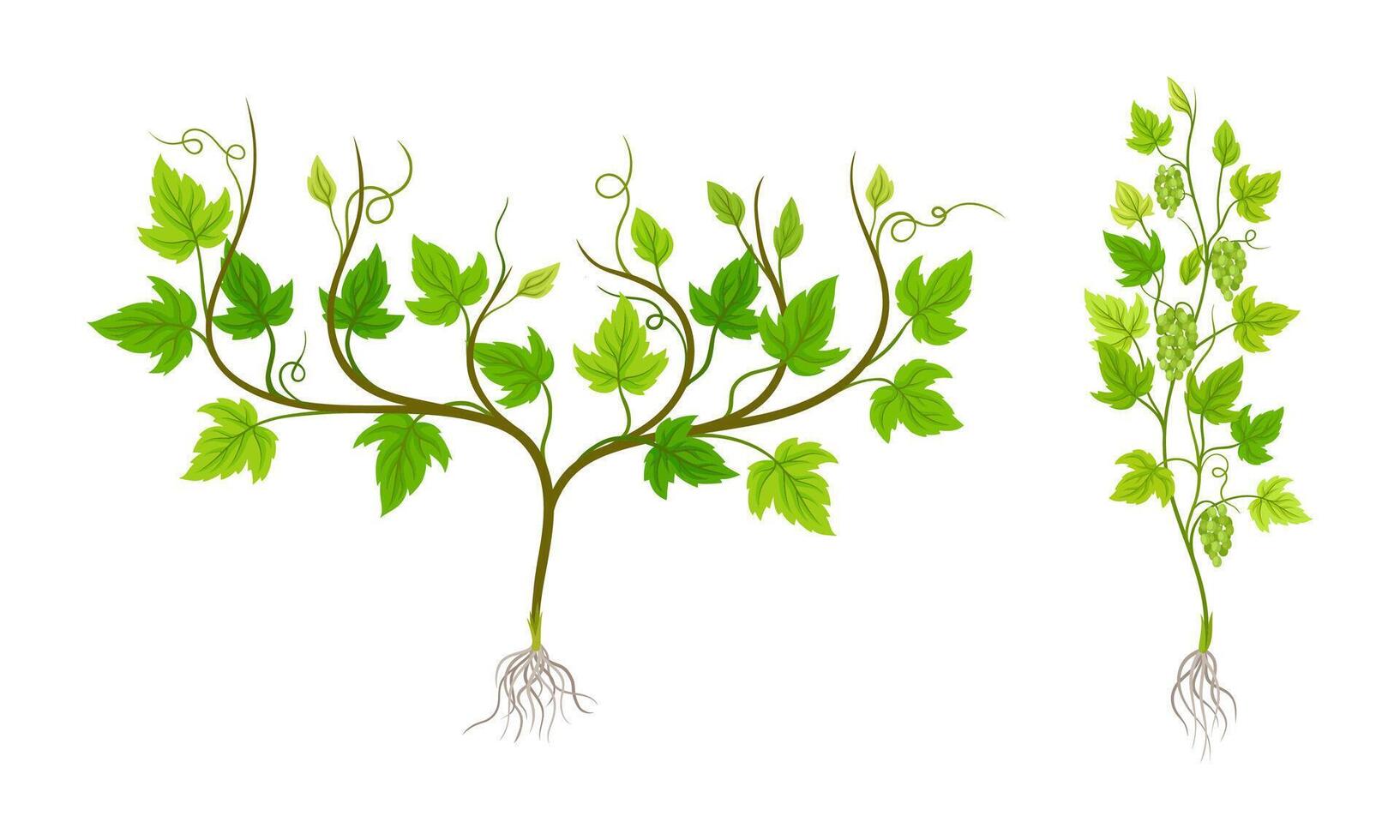 Grapevine plants set, viticulture and agriculture concept illustration vector