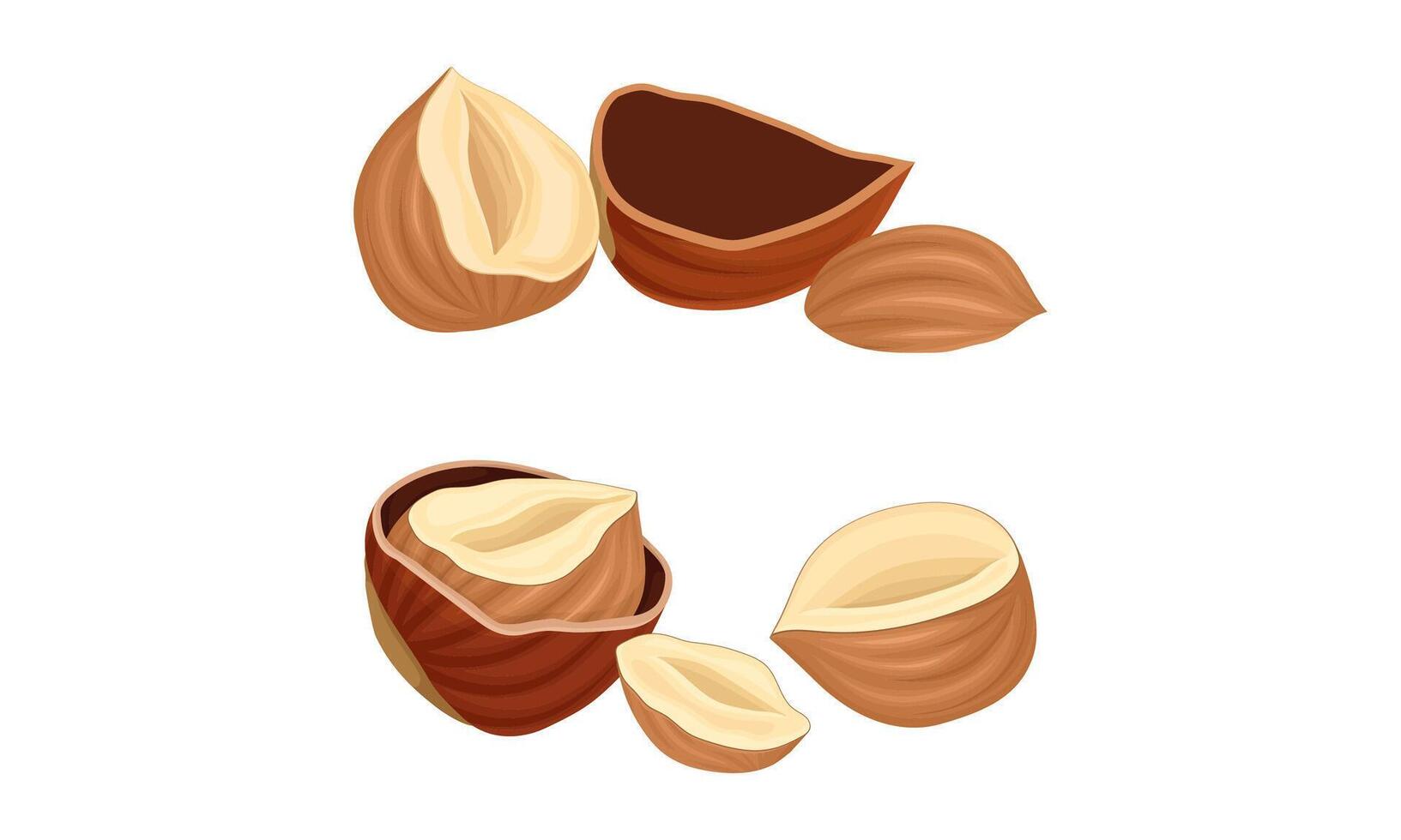 Hazelnuts set. Chopped ripe organic nuts illustration vector