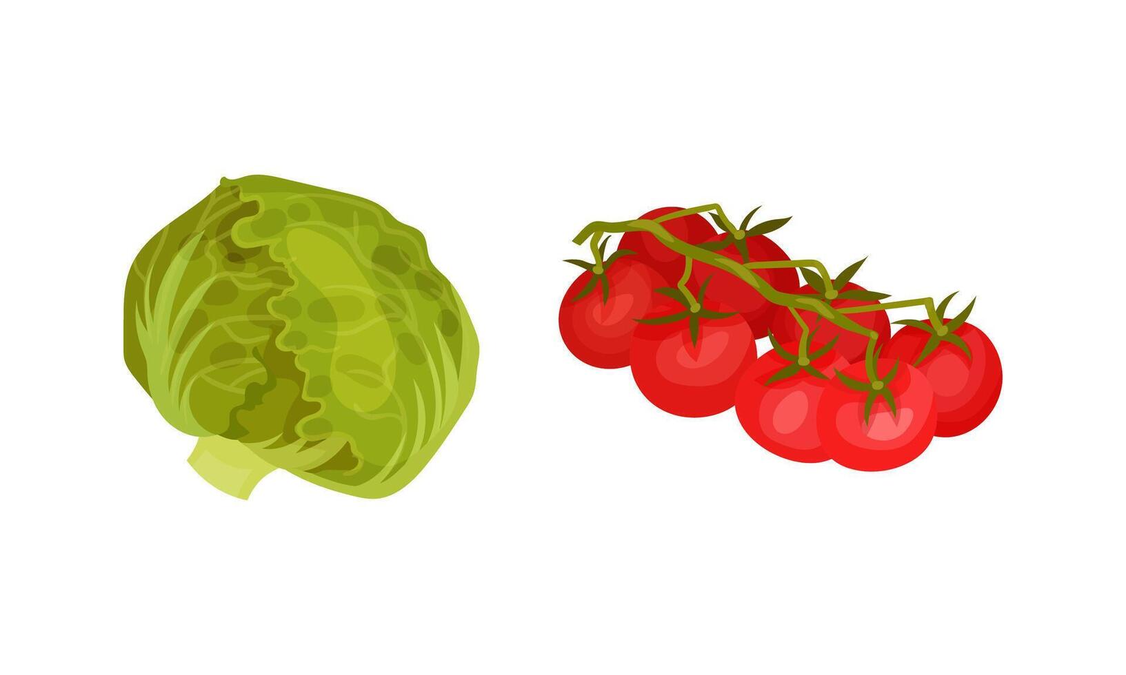 Tomato and lettuce fresh vegetables illustration on white background vector