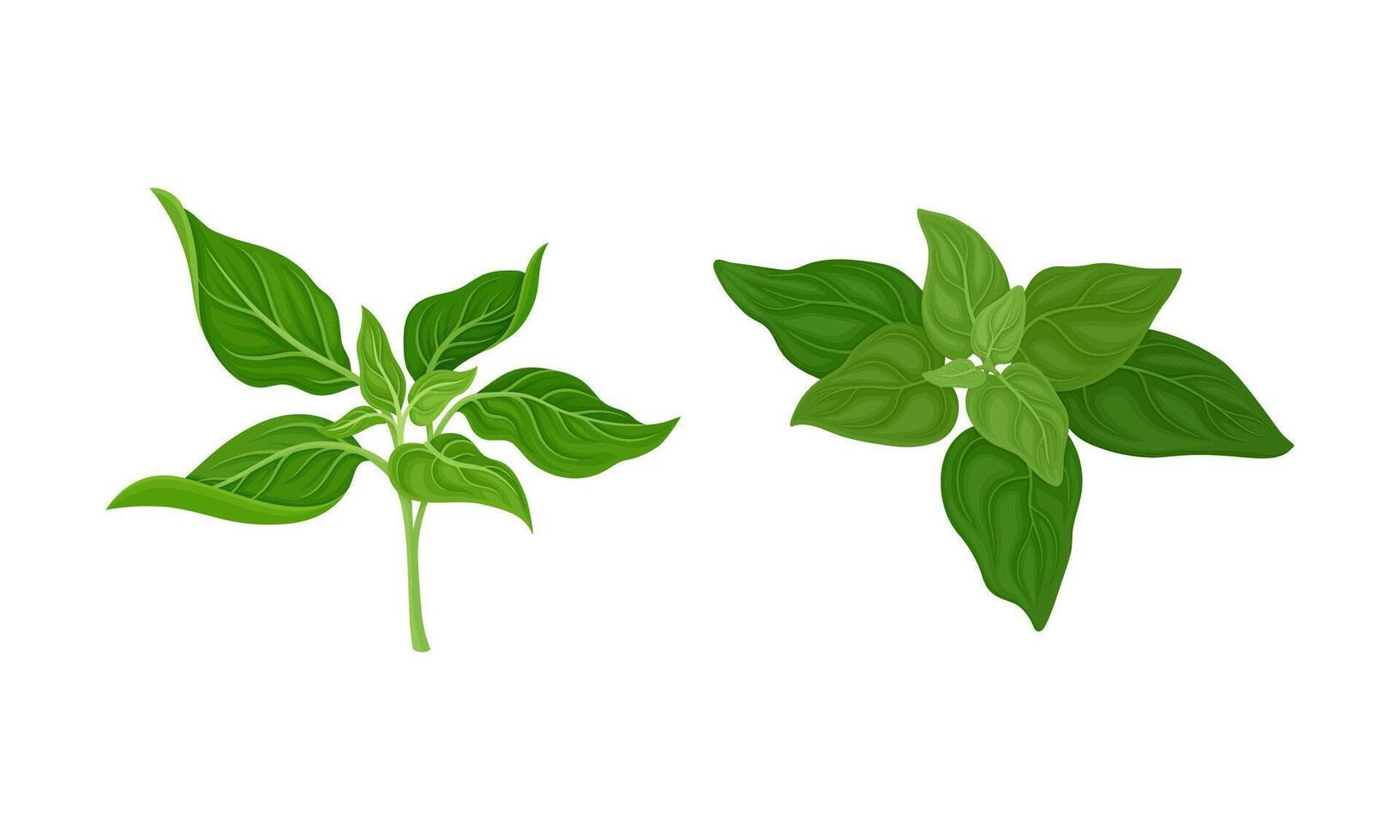 Culinary plants set. Mint, spinach fresh green herbs and spices illustration vector