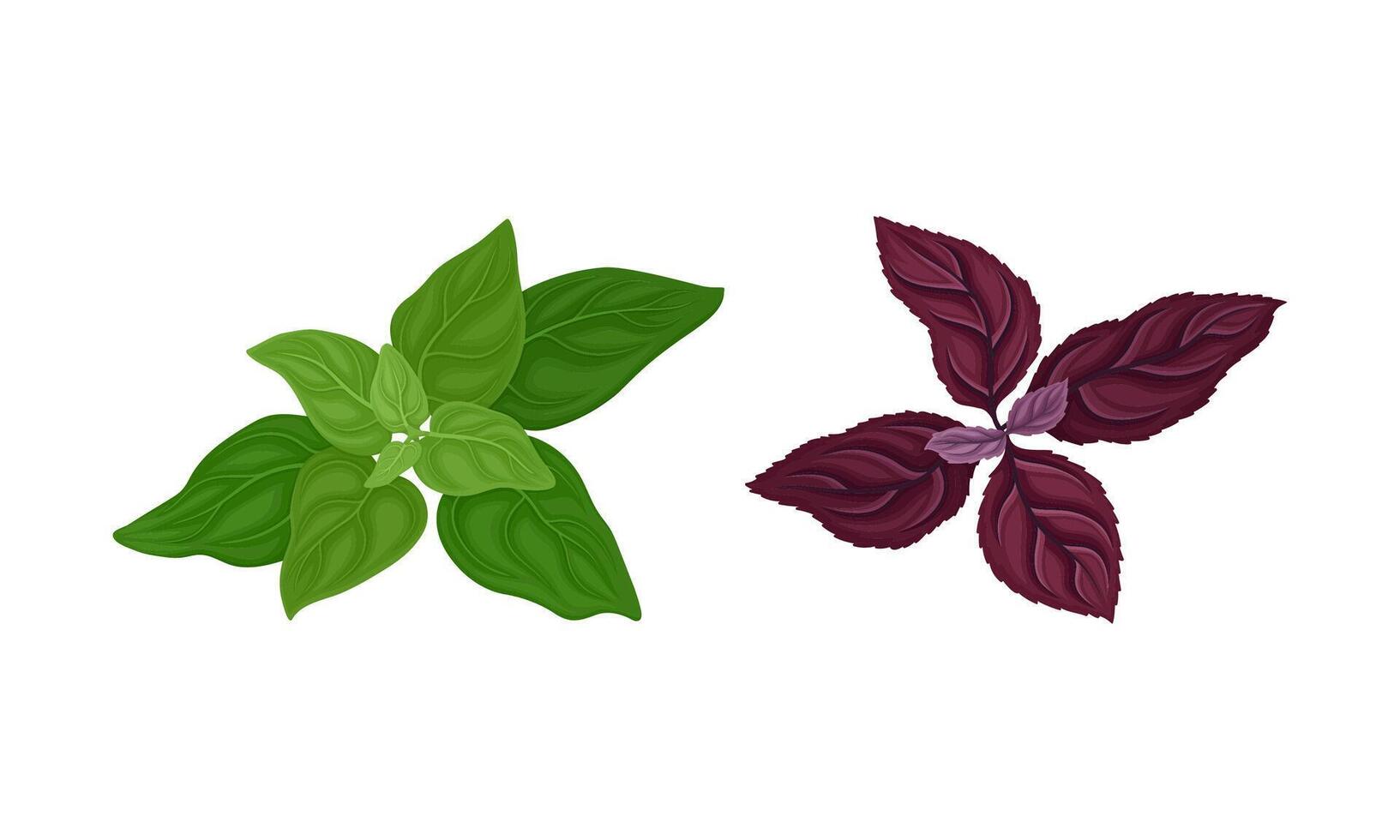 Culinary plants set. Basil, oregano, fresh green herbs and spices illustration vector