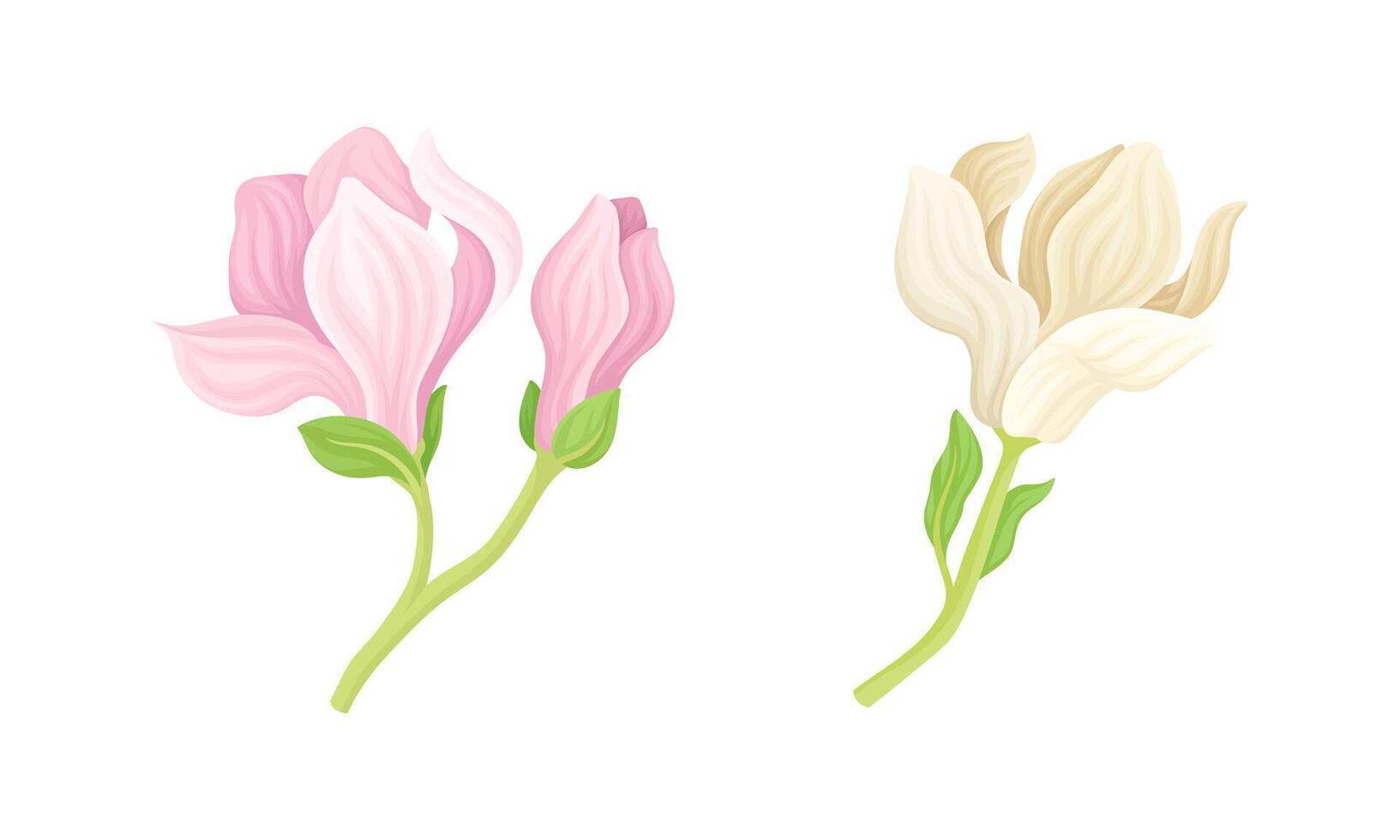 Beautiful pink and beige magnolia flowers illustration vector