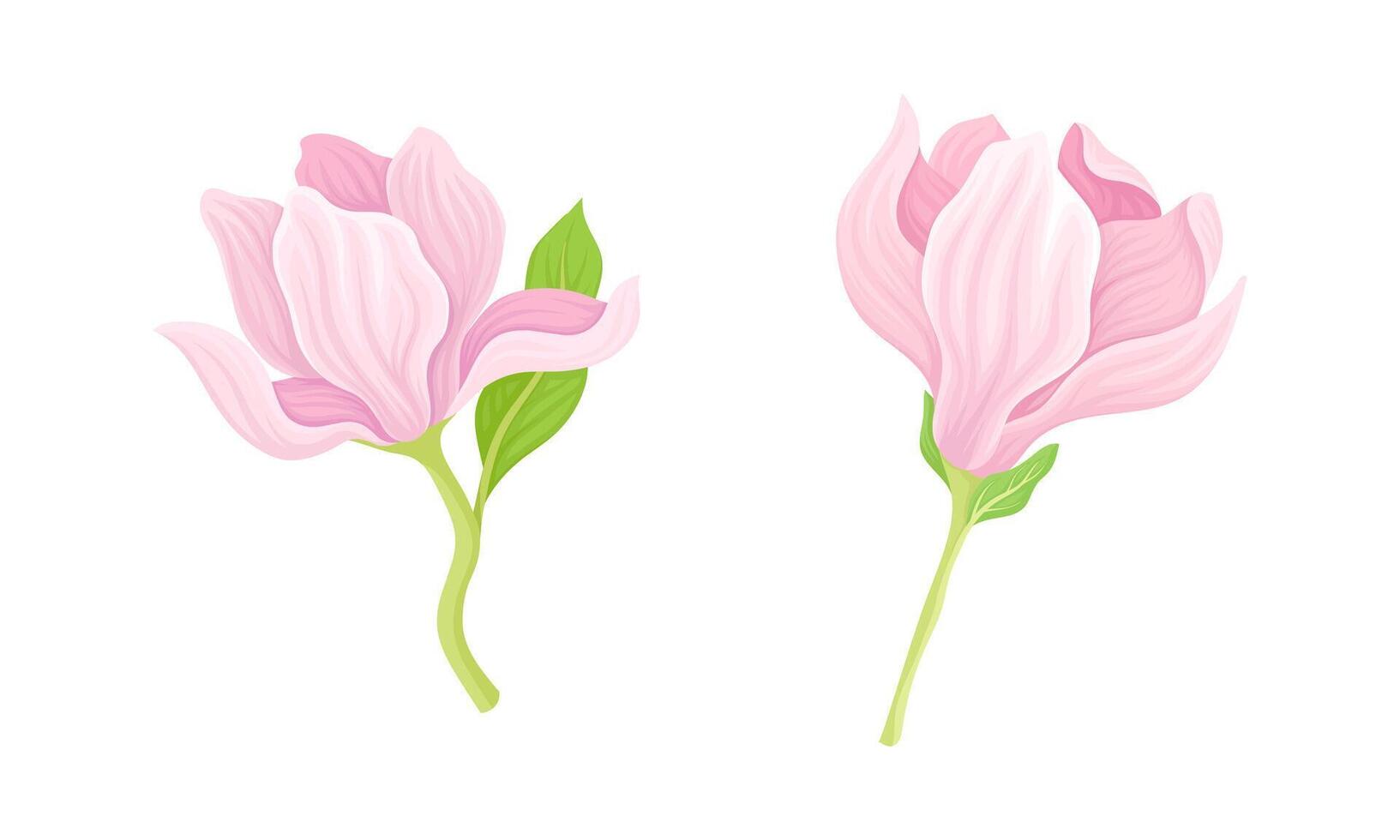 Beautiful pink delicate flowers set illustration on white background vector