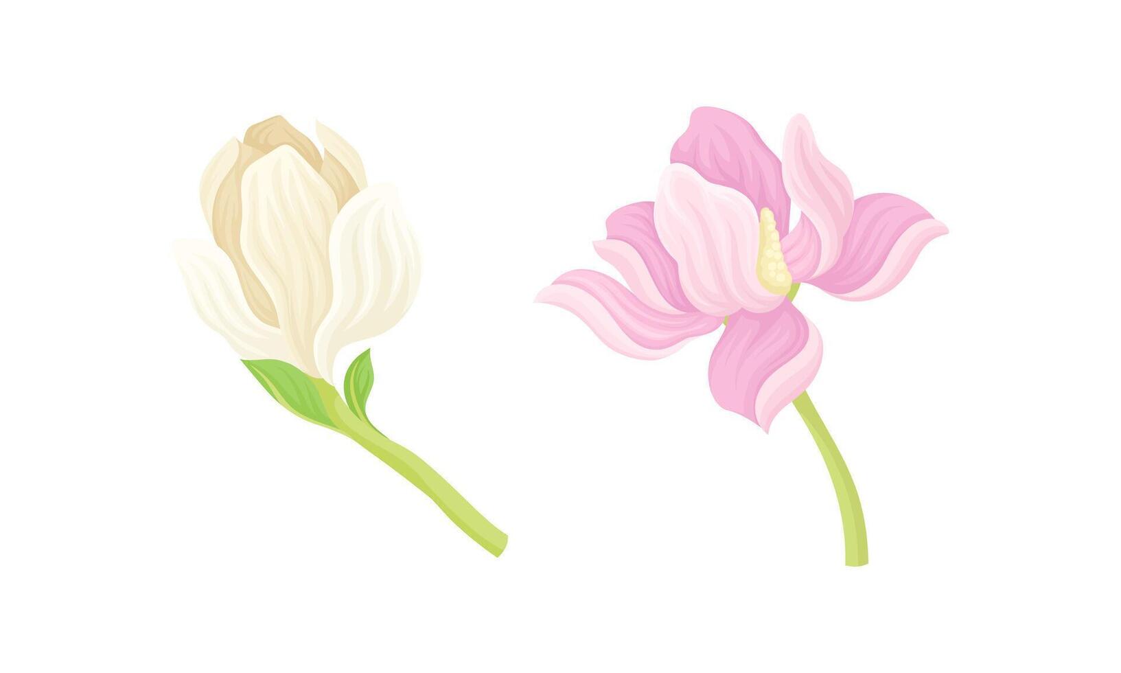 Delicately pink and beige flowers illustration on white background vector