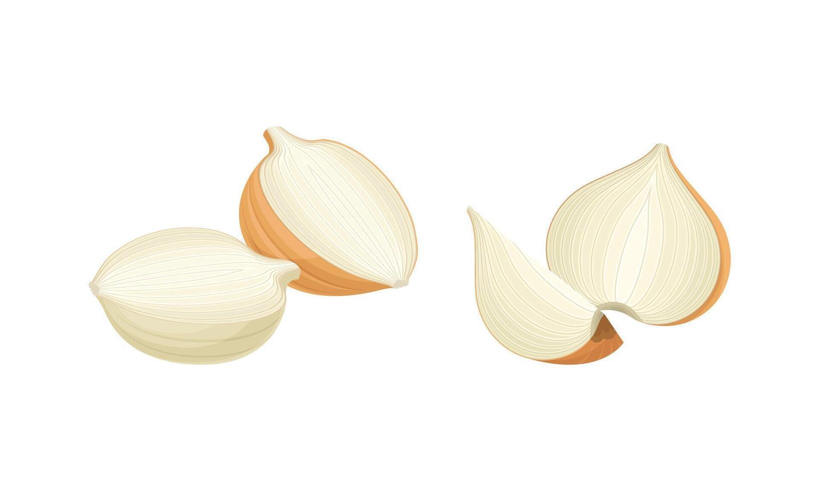 Fresh white yellow sliced onion bulbs set illustratio vector