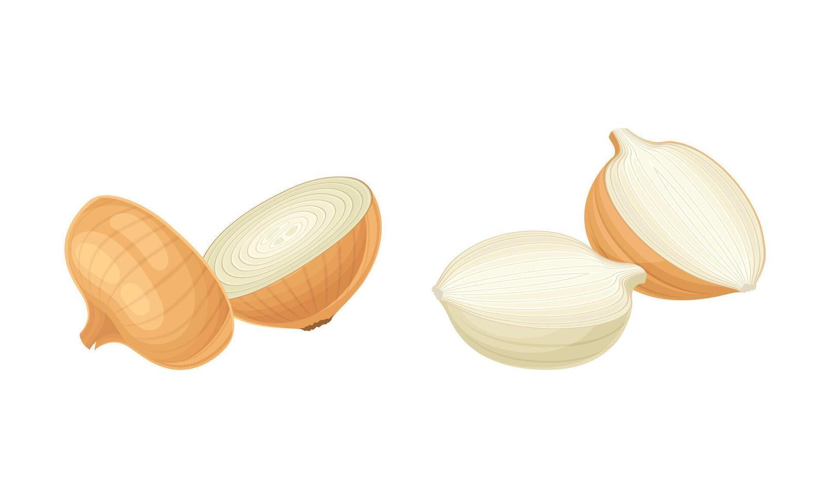 Fresh sliced yellow onion bulbs set illustratio vector