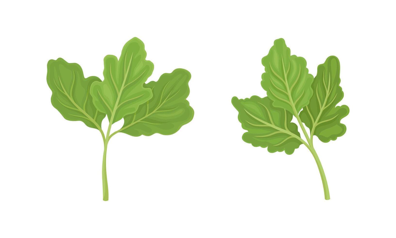 Fresh green parsley leaves. Aromatic culinary seasoning for cooking illustration vector
