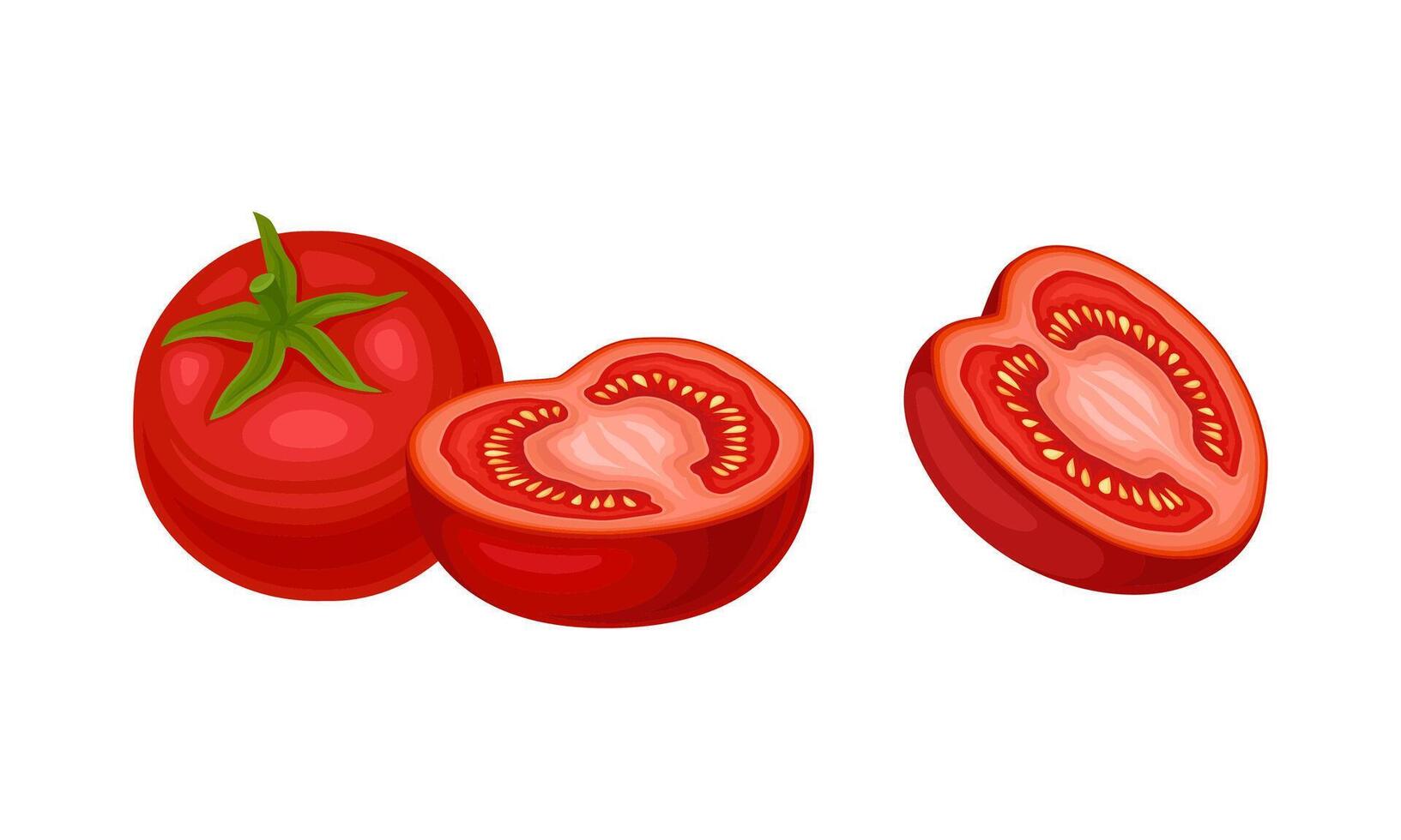 Fresh tomato vegetable, whole and sliced, natural organic farm product illustration vector