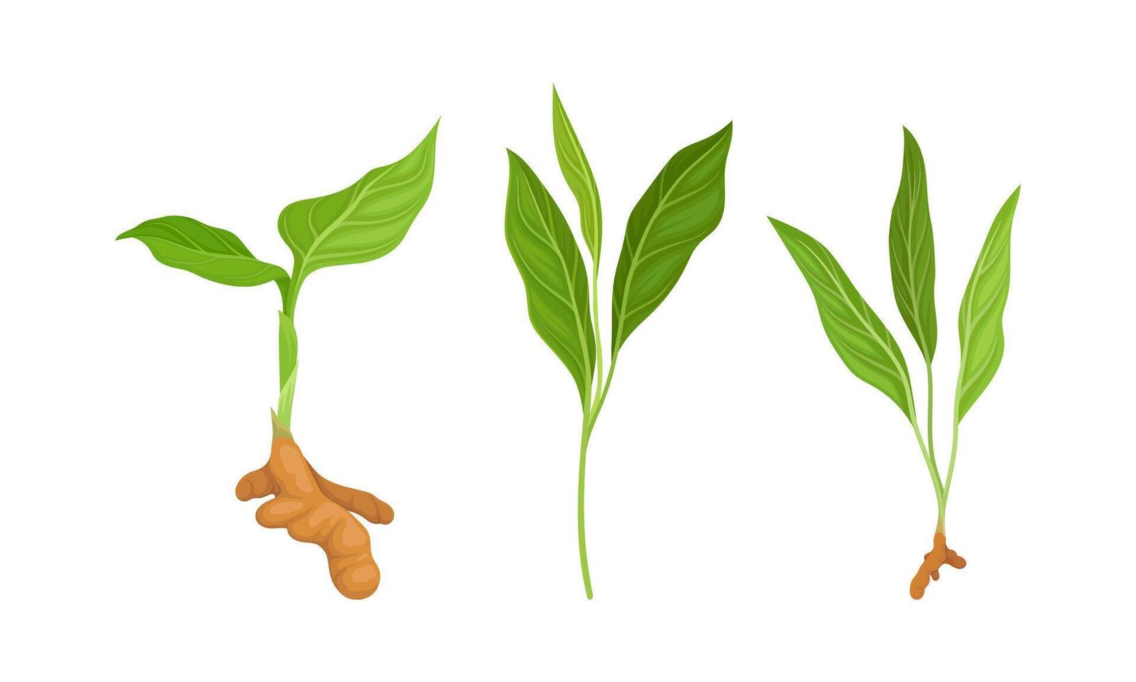 Seedlings of ginger plants set. Natural organic aromatic spice. illustration vector