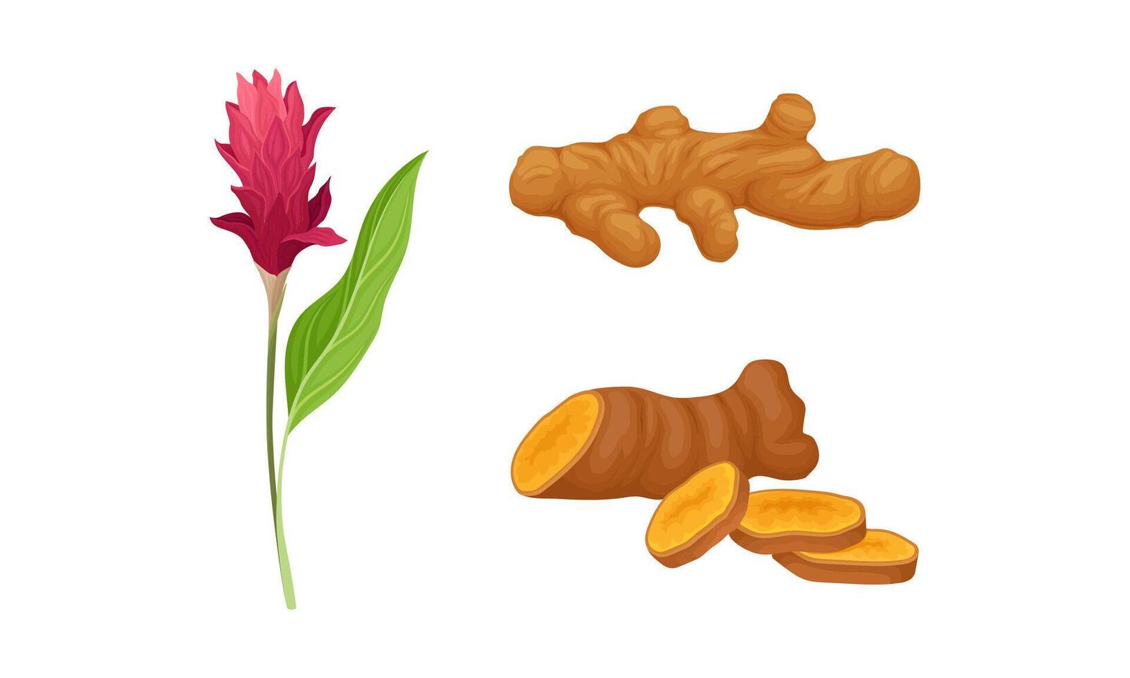 Ginger plant set. Flower and fresh ginger root, aromatic spice. Natural organic food illustration vector
