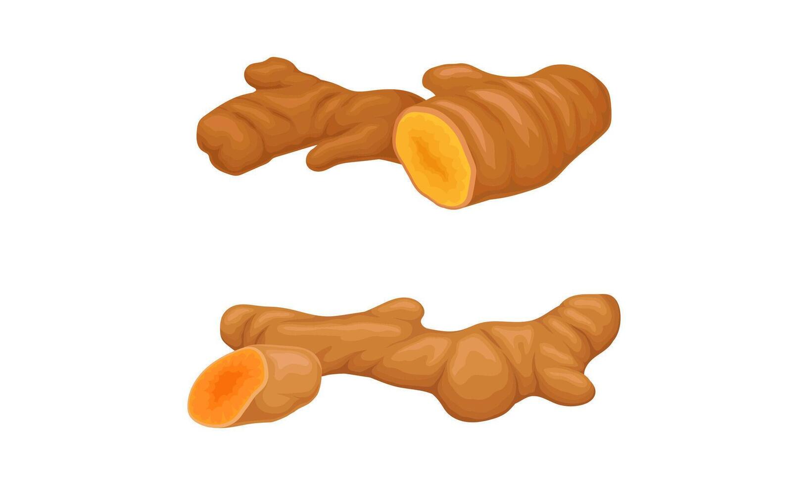 Fresh ginger root, aromatic spice set. Natural organic food illustration vector