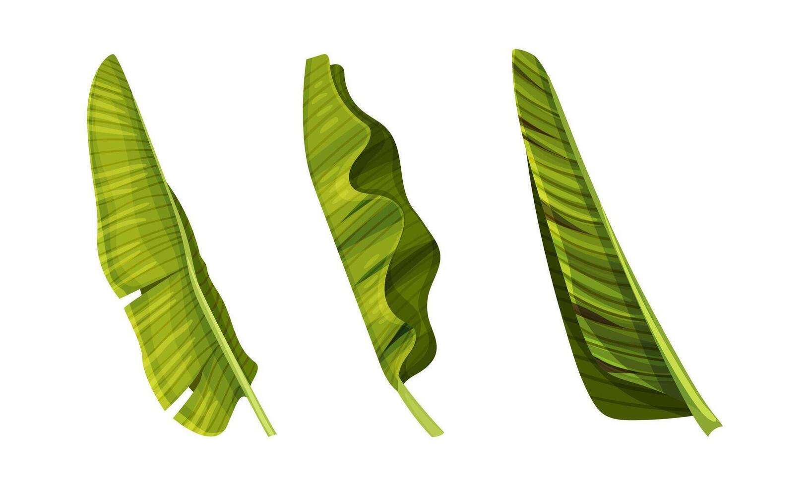 Tropical exotic leaves set. Green jungle plants illustration vector
