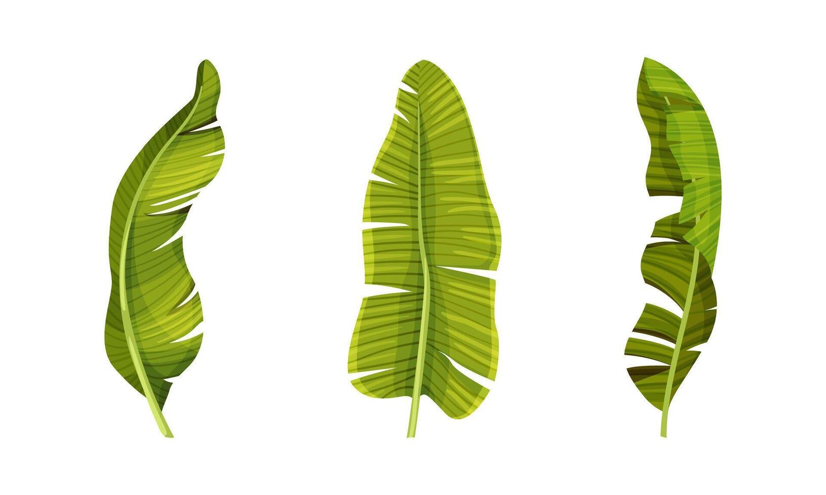 Exotic leaves set. Green jungle plants, decorative tropical foliage illustration vector
