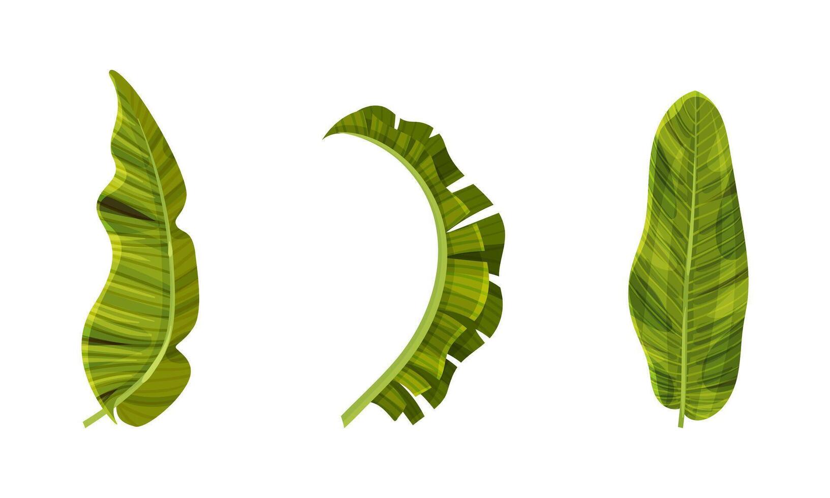 Exotic palm leaves set. Green jungle plants, decorative tropical foliage illustration vector