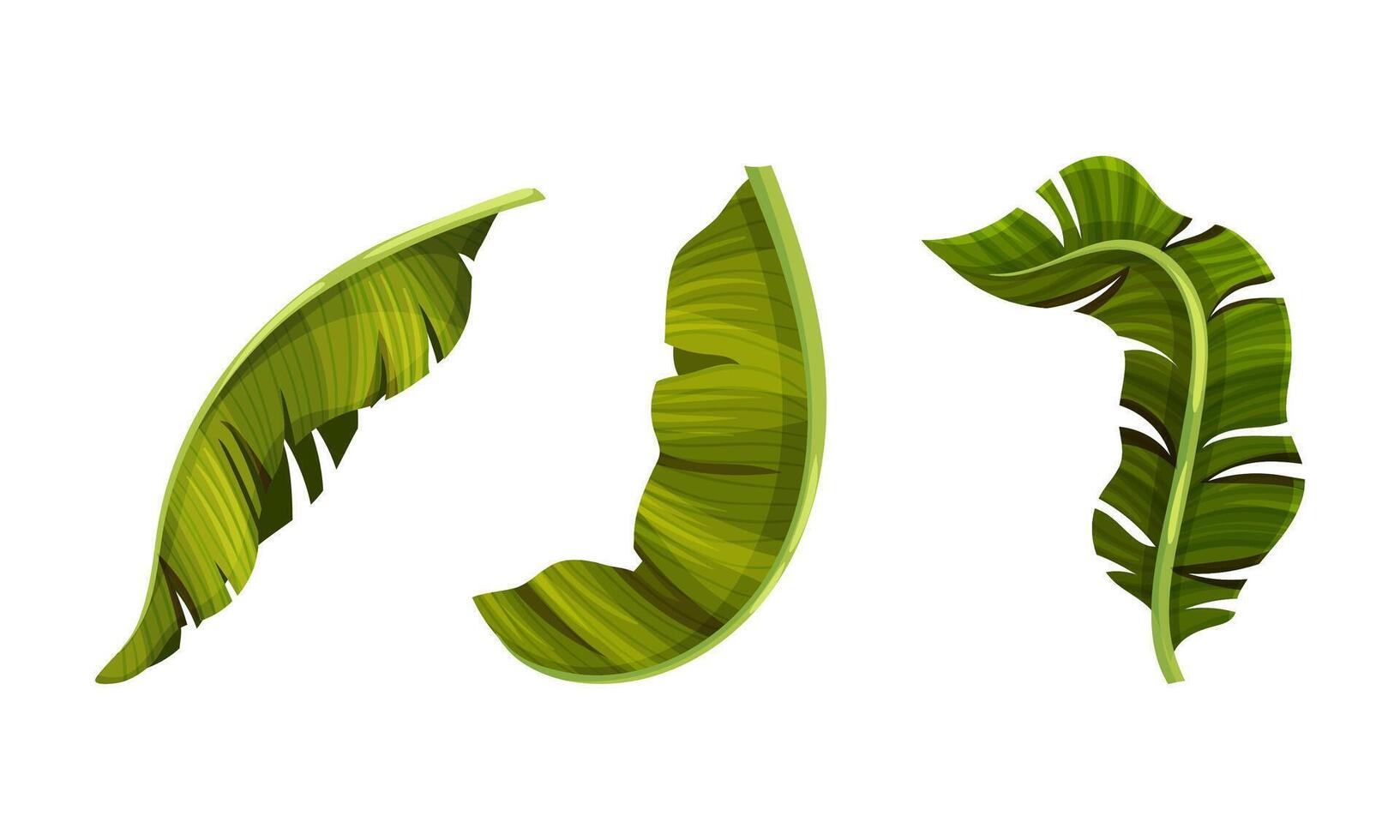 Exotic palm leaves set. Decorative tropical jungle foliage illustration vector