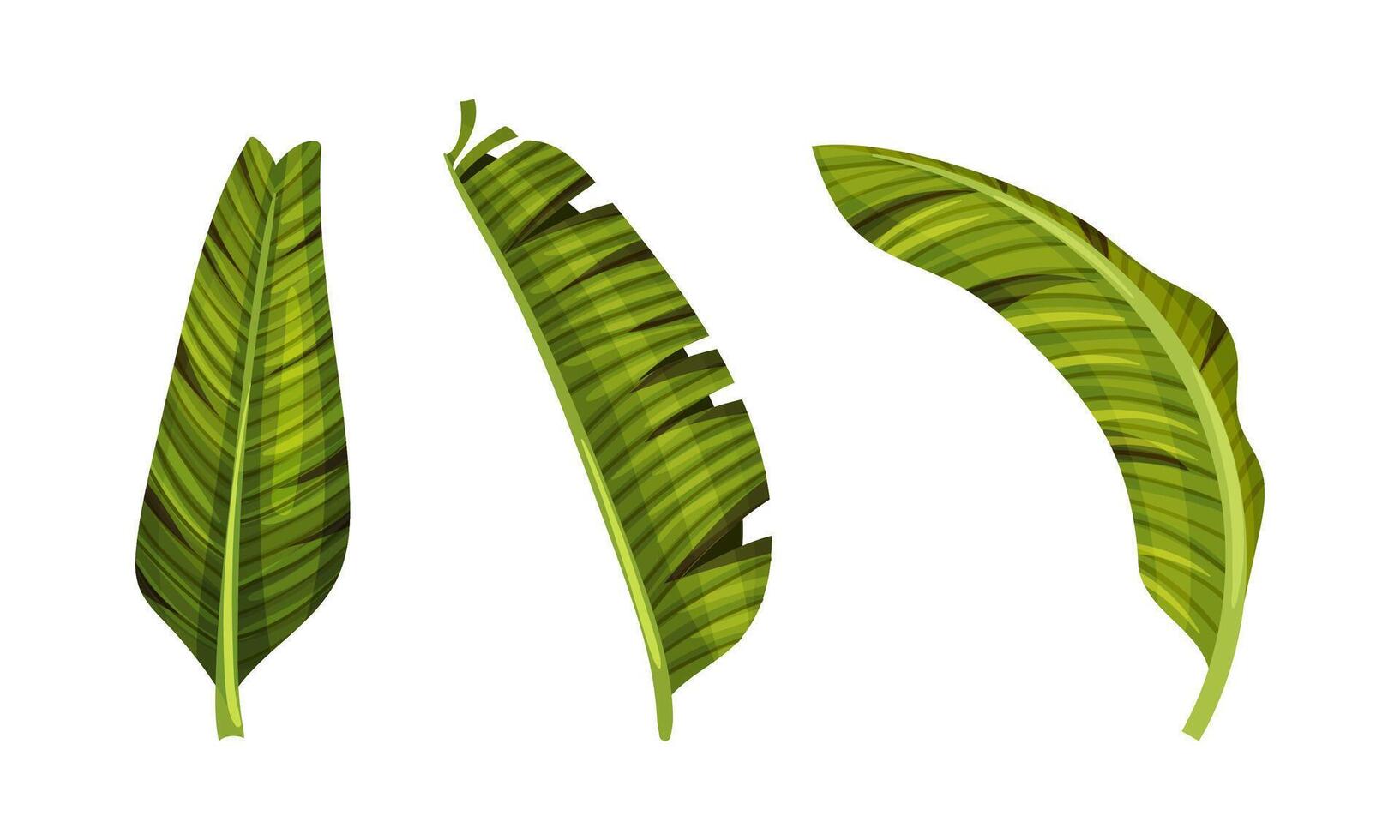 Exotic tropical palm leaves set. Green jungle plants illustration vector