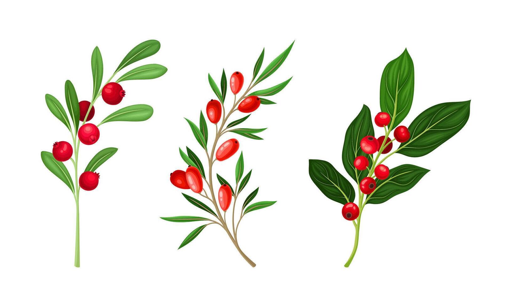 Set of wild berries twigs. Cranberry, barberry, lingonberry branches illustration vector