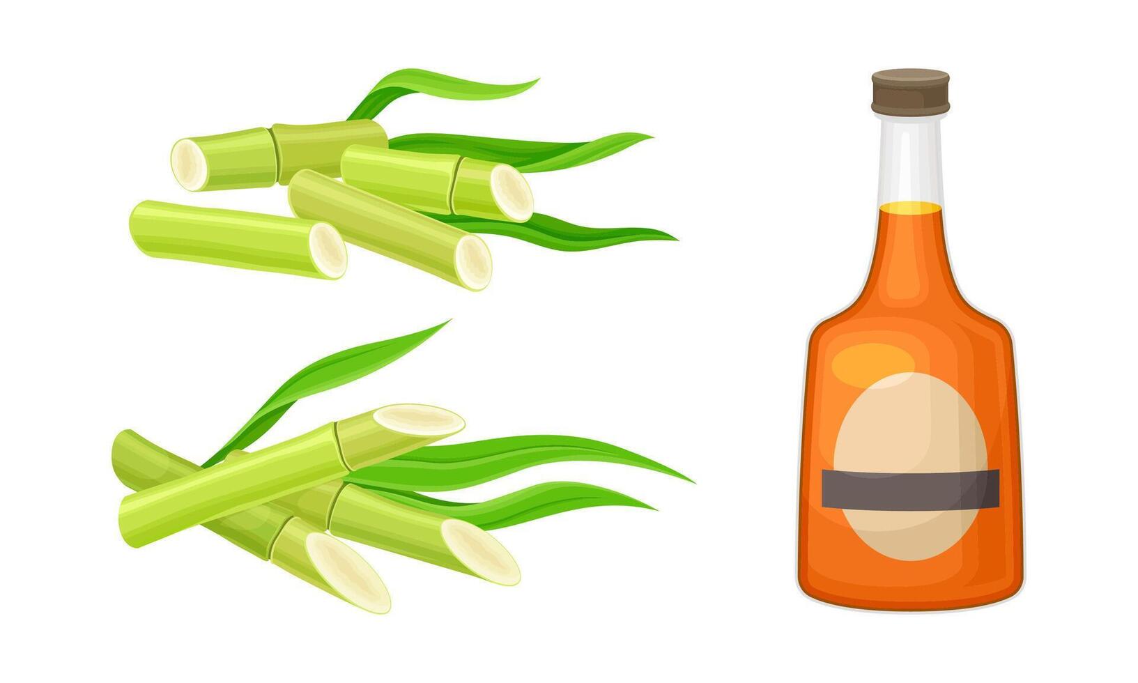 Sugarcane plant and bottle of rum illustration on white background vector