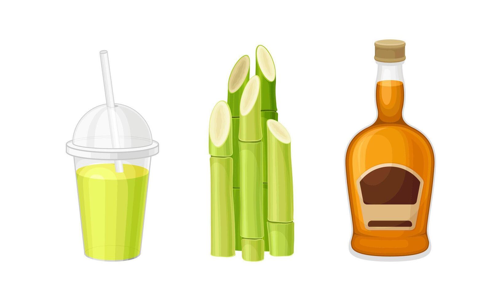 Sugarcane products set. Kombucha and bottle of rum illustration vector