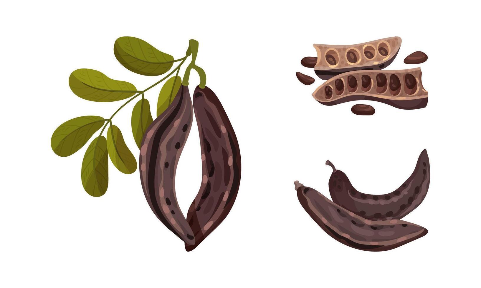 Brown pods of ripe carob plant with leaves set. Organic healthy super food illustration vector