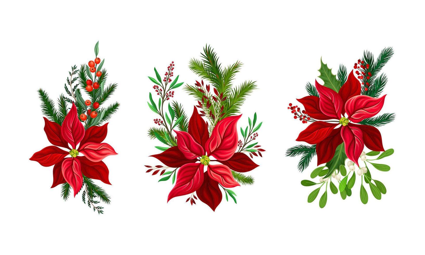 Poinsettia flower set. Christmas decorations with red flower, fir tree branches, holly illustration vector