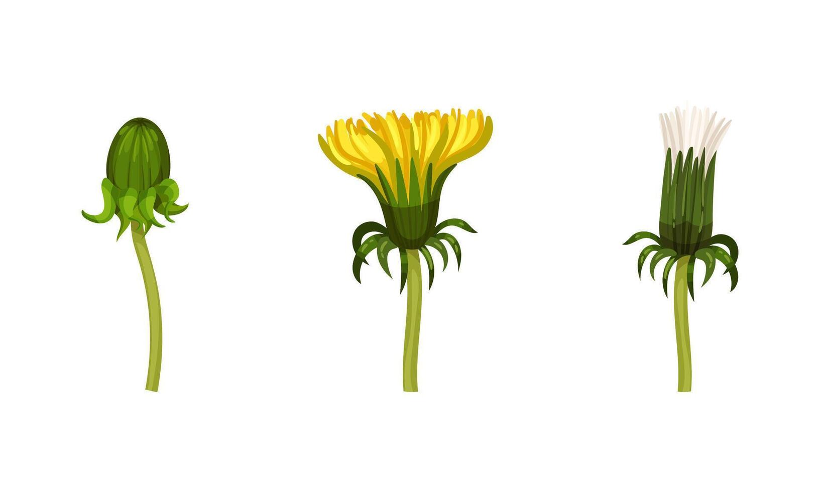 Yellow dandelion summer flowers set. Plant with stalk, leaves and flowers illustration vector