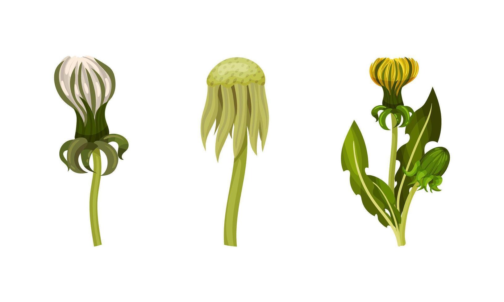 Set of dandelion flowers in different stages of flowering illustration vector