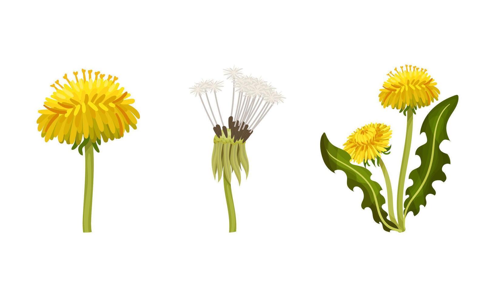 Dandelion plant with stalk, leaves and flowers set illustration vector