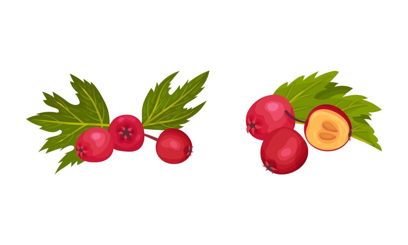 Hawthorn Berry as Red Round Small Pome Fruits Set vector