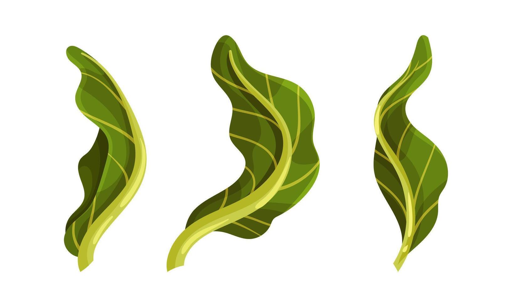Green Leaf of Romanesco Broccoli or Roman Cauliflower as Raw Salad Ingredient Set vector