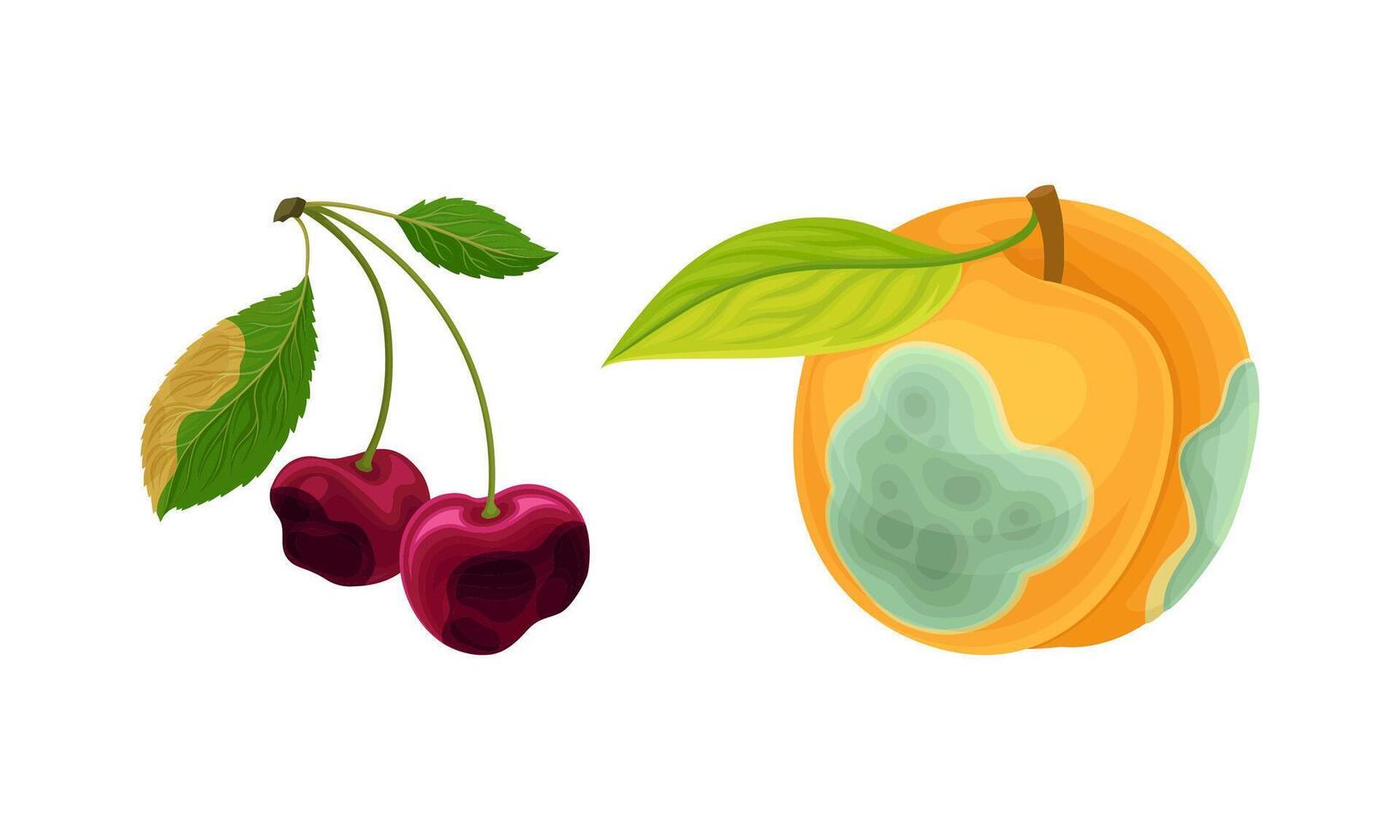 Decomposed Stinky Rotten Fruit with Apricot and Cherry Having Bad Spots Set vector