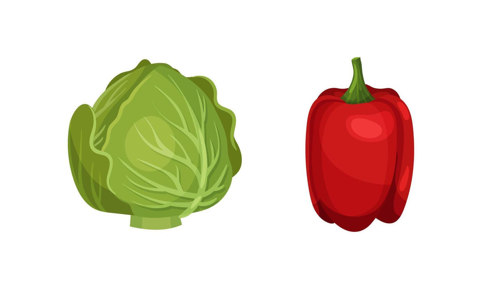 Ripe Bell Pepper and Cabbage Vegetable as Healthy Raw Food and Garden Cultivar Closeup Set vector