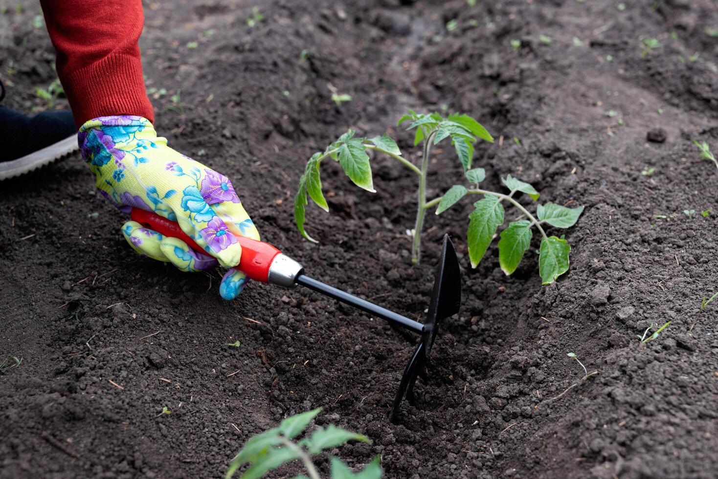 Gardener tending to young tomato plants in a home garden during springtime photo