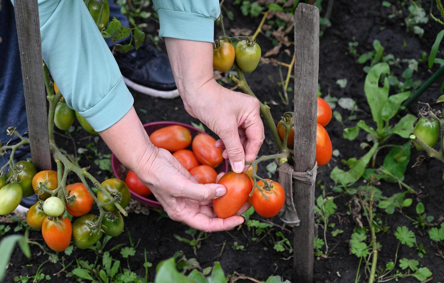 A person is harvesting ripe tomatoes from a plant supported by a wooden stake tied with string. photo