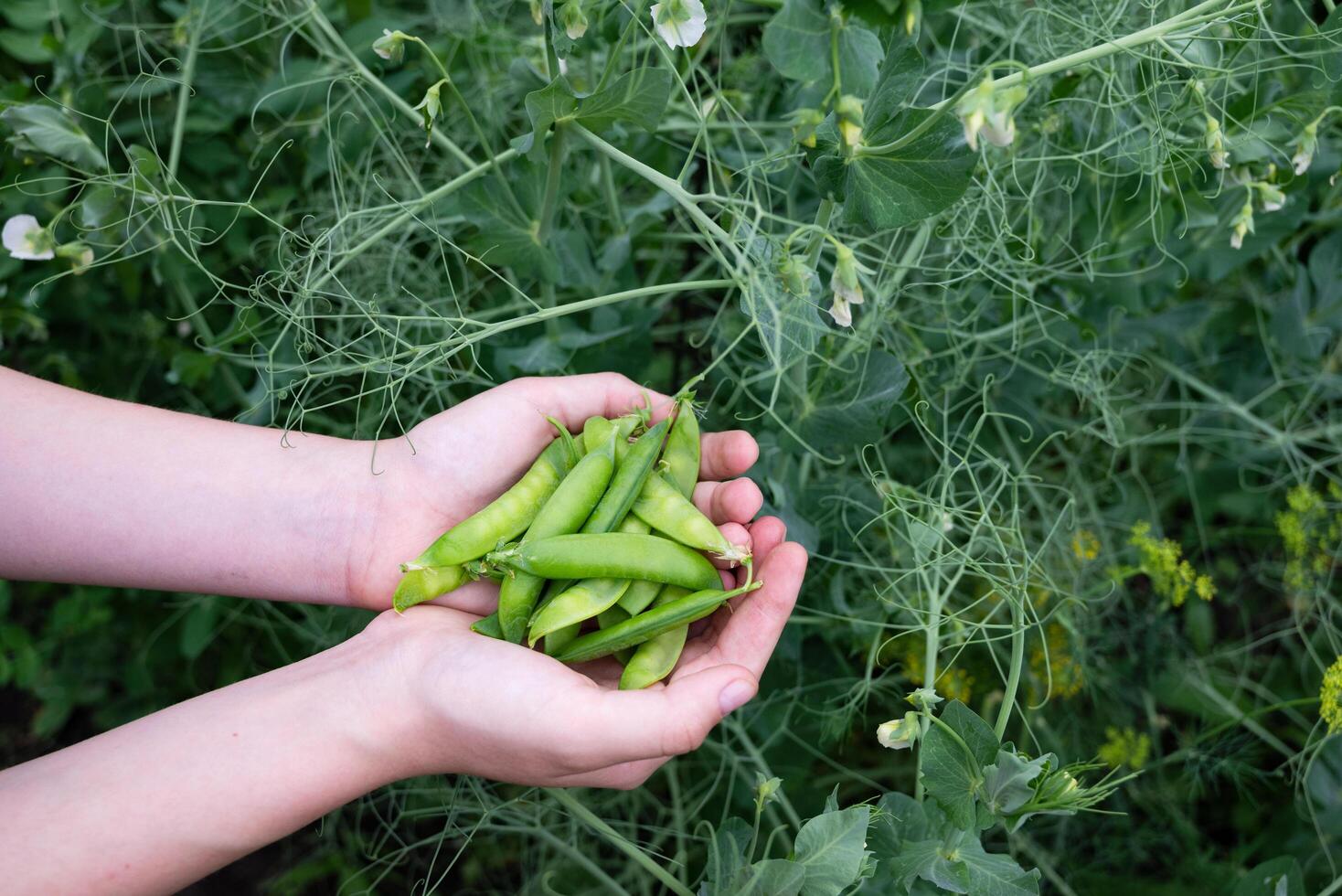 A person gently holds a handful of freshly picked green pea pods against a backdrop of lush pea plants with delicate leaves and tendrils. photo
