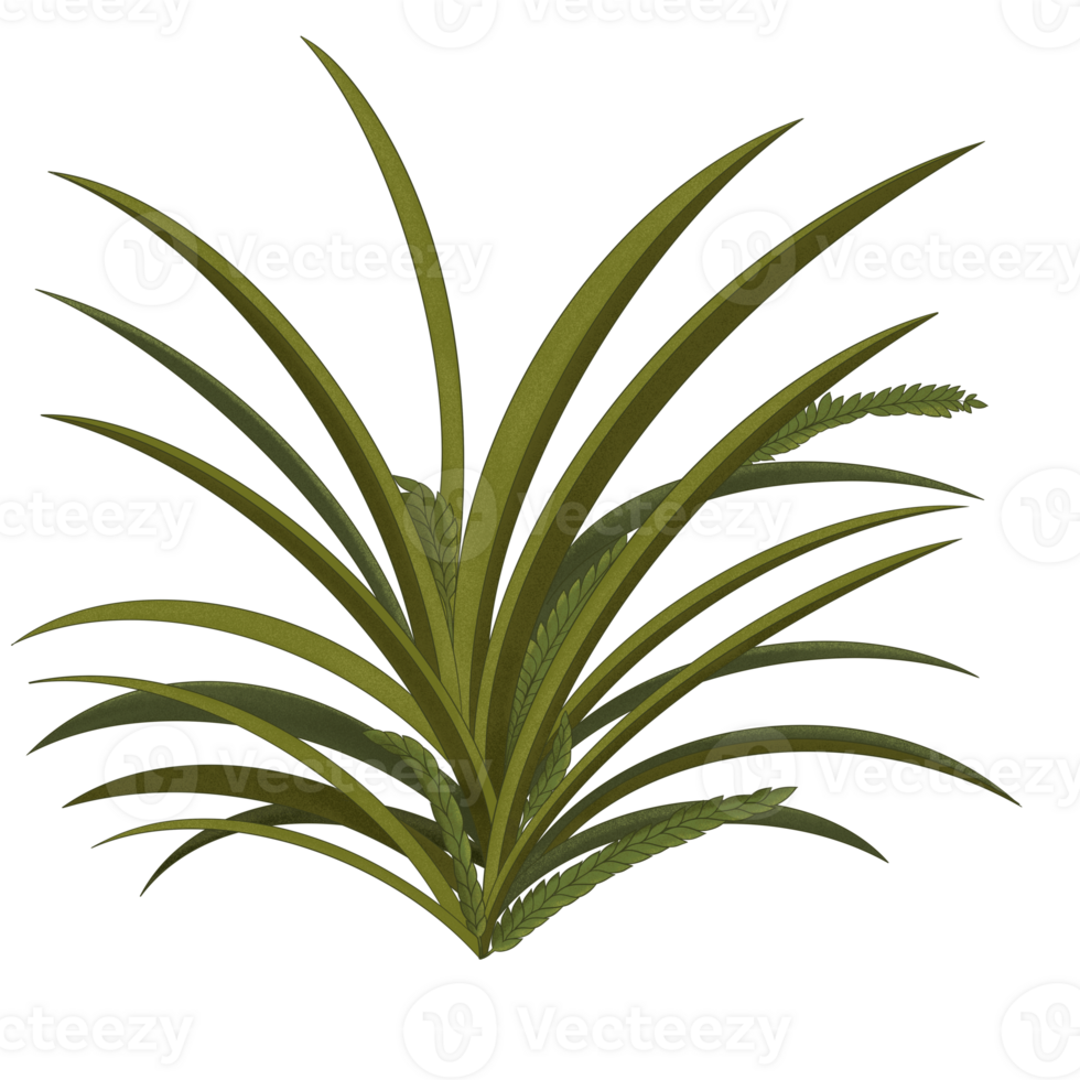Grass Illustration Design Digital Drawing. Grass Decoration Element png