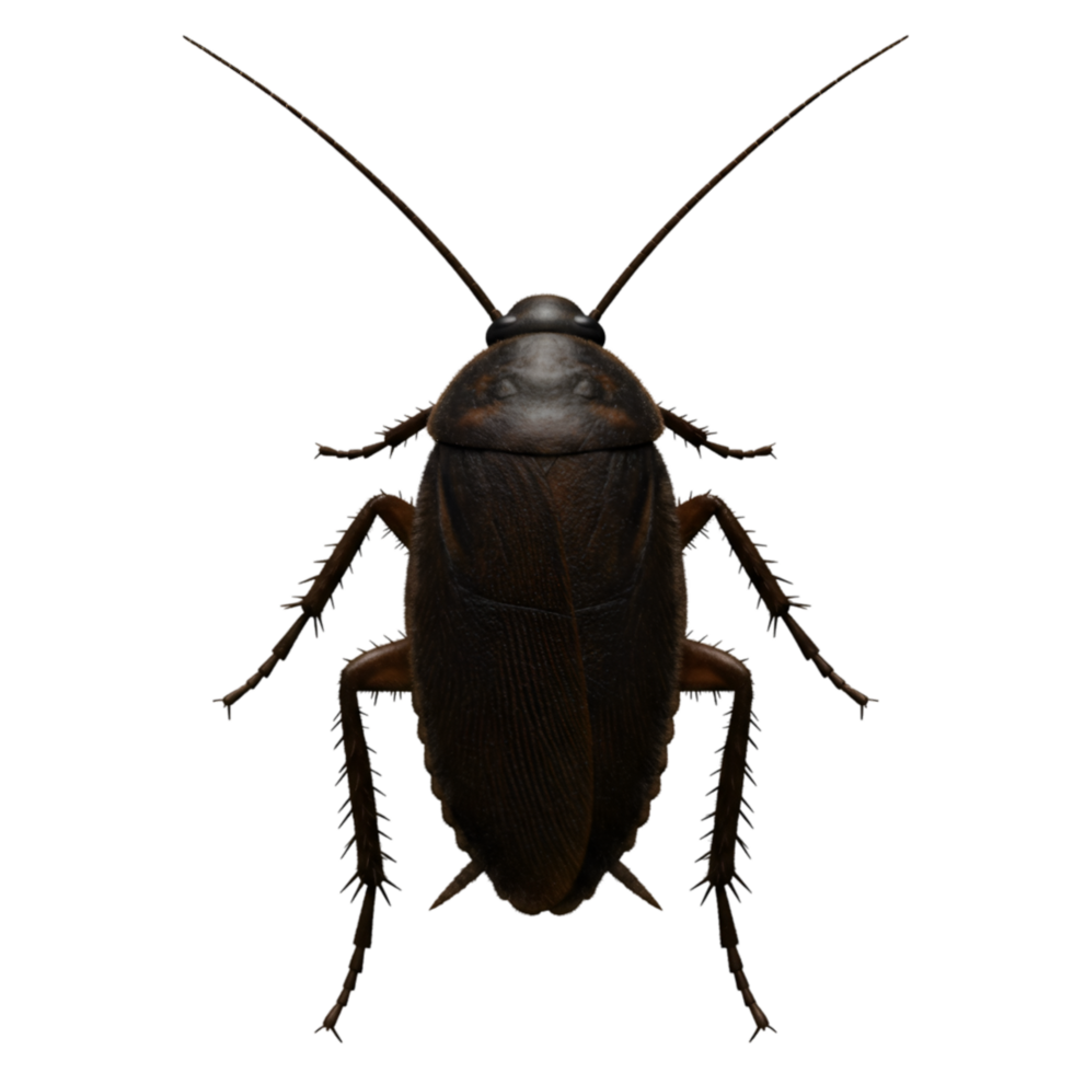 A top view of a brown cockroach with long antennae and six legs isolated on a plain backdrop on transparent background png