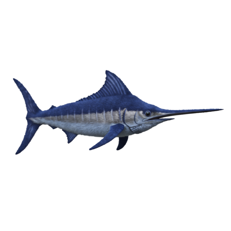 A single marlin fish with a long pointed bill swimming on a plain colored surface area view here on transparent background png