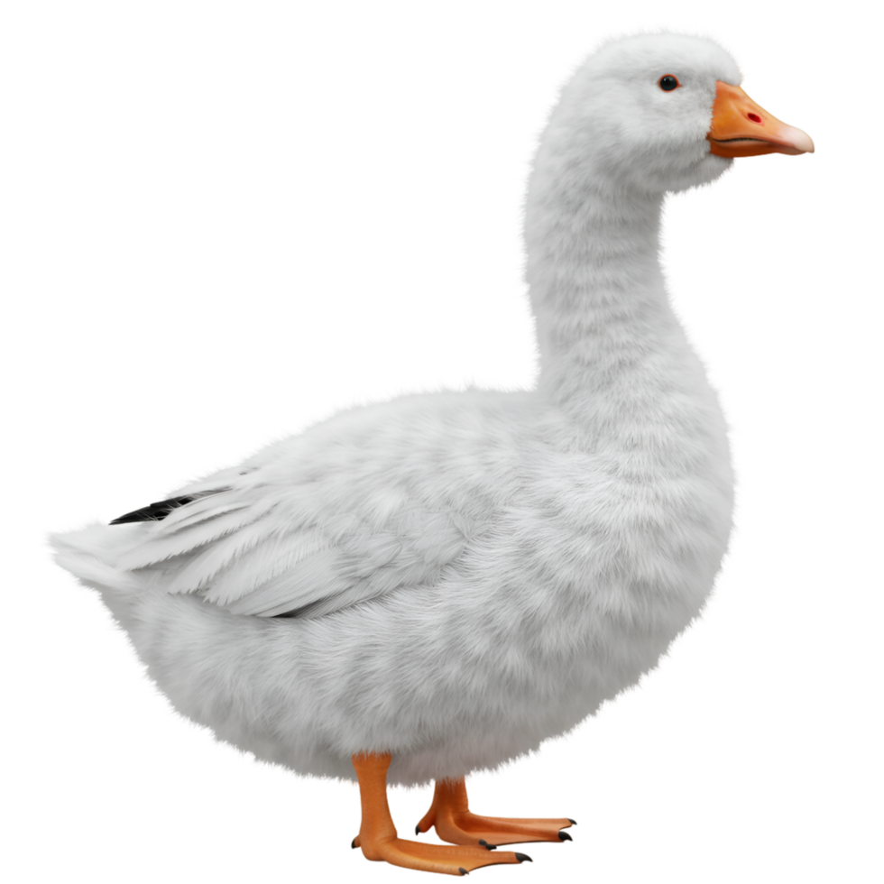 A pristine goose standing gracefully with its plumage and orange beak against a simple backdrop on transparent background png