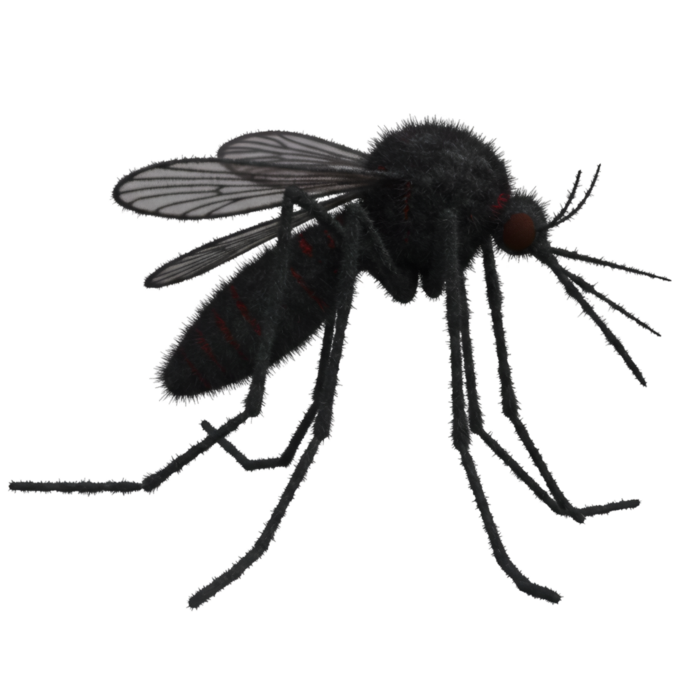 A close up view of a single mosquito with translucent wings and multiple legs on a plain backdrop on transparent background png